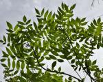 The leaves of an ash tree on a sunlit day