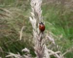 A ladybird at Newlands Green
