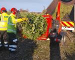 Christmas trees being chipped for animal enclosures 