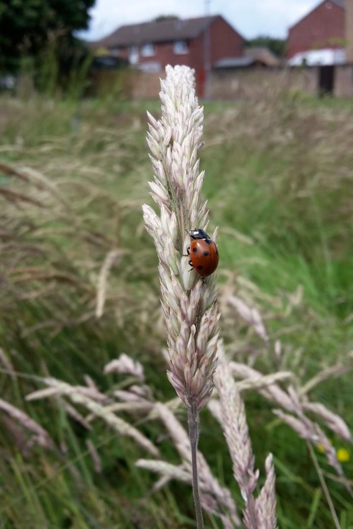A ladybird at Newlands Green