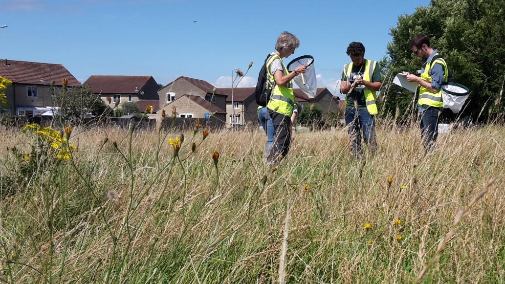 A photo to show people in hi-vis vests examining the contents of handheld butterfly nets, standing in a field of long grass with housing behind
