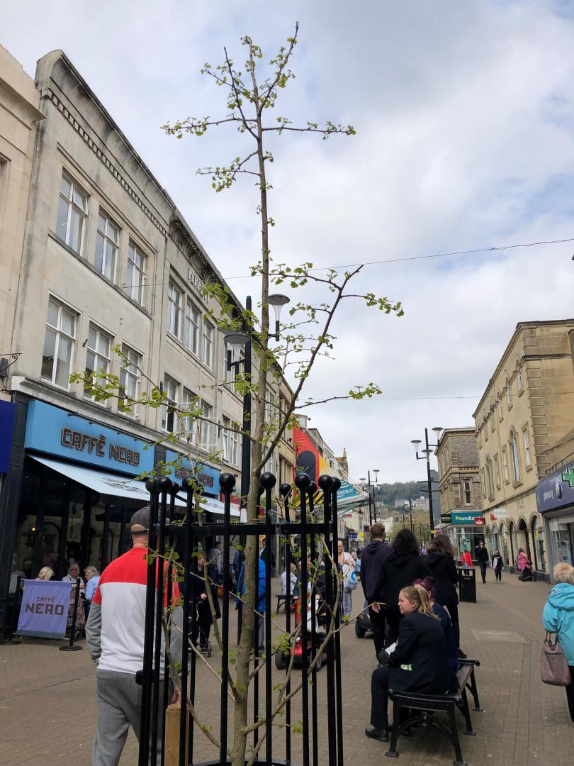 A photo showing a tree in Weston-super-Mare's High Street with people walking and sitting behind.