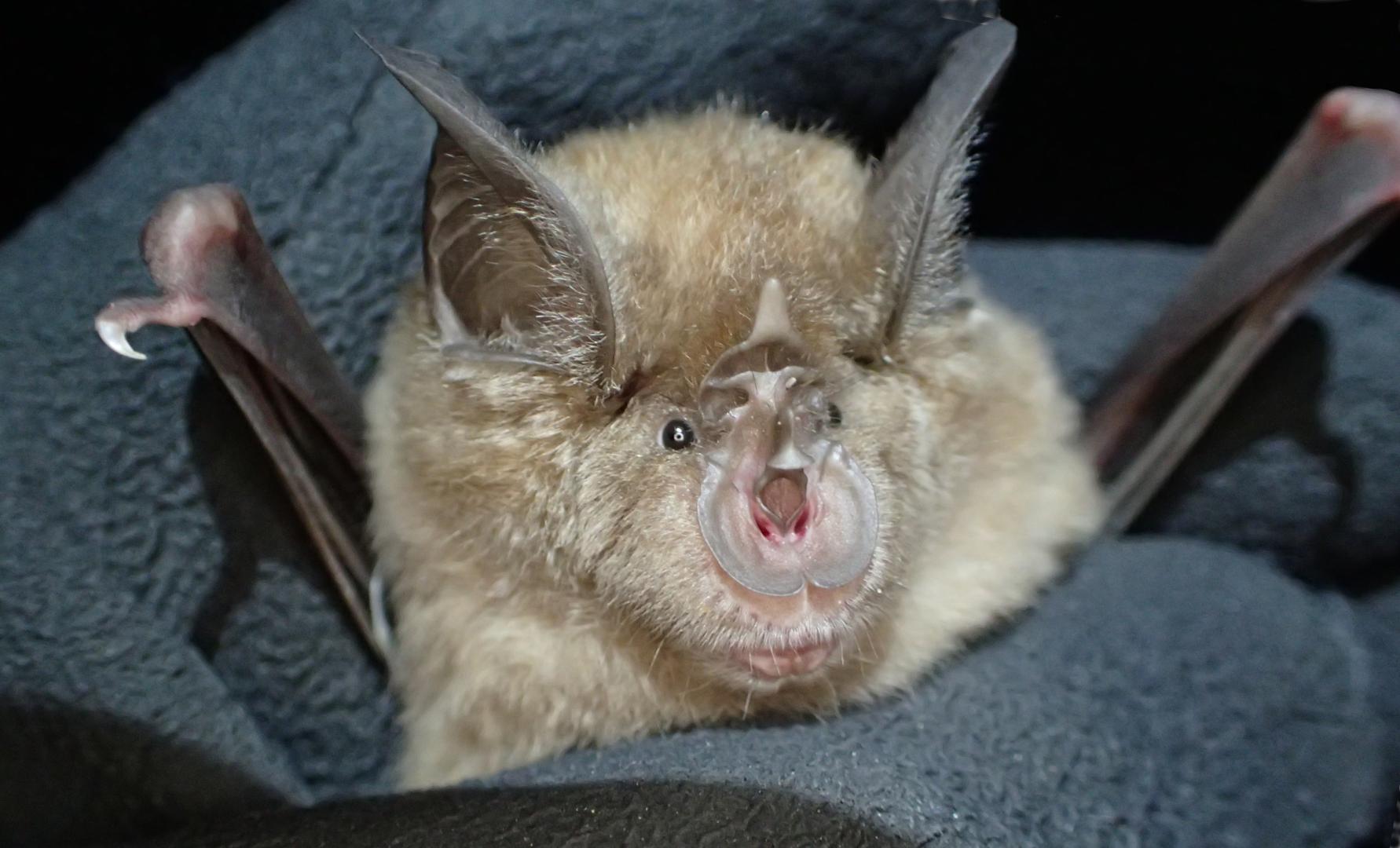 a close up image of a horseshoe bat, with large ears and light brown fur