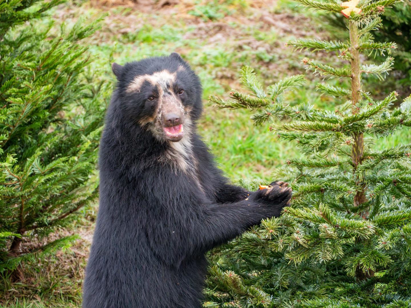 NSC and Noah's Ark Zoo Farm Tree-cycling Bear Picture